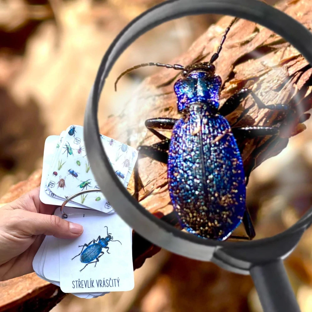 Broučkovník - digitální materiál